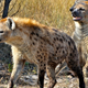 Illustration for article titled Hyenas prove that complex societies give you big brains